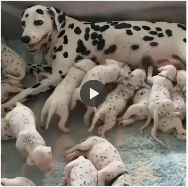 “An Adorable Scene of a Mama Dog and Her 18 Lovable Pups, Melting Hearts Everywhere”