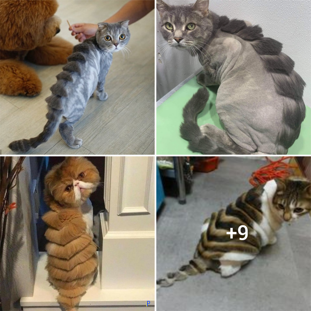 “Adorable Feline Makeovers: 20 Cats with One-of-a-Kind Hair Styles”