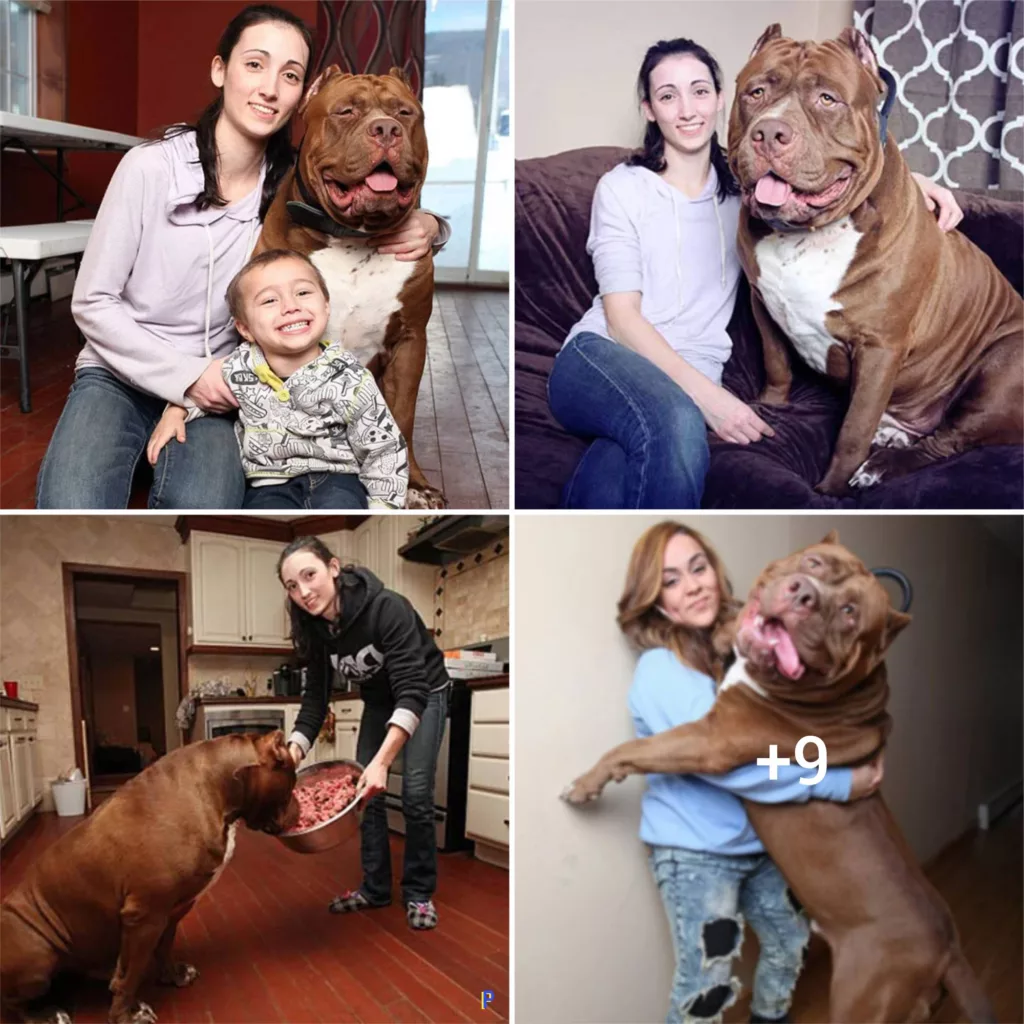 Introducing Hulk, The Mighty Giant of Pit Bulls Who Continues to Tower Over the Rest