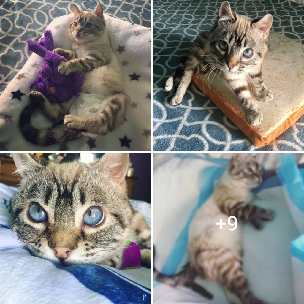 From Neglect to Love: The Incredible Journey of a Kitten with Mucopolysaccharidosis