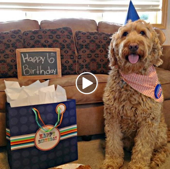 Crying with Joy: My Senior Pup’s Long-Awaited Birthday Bash