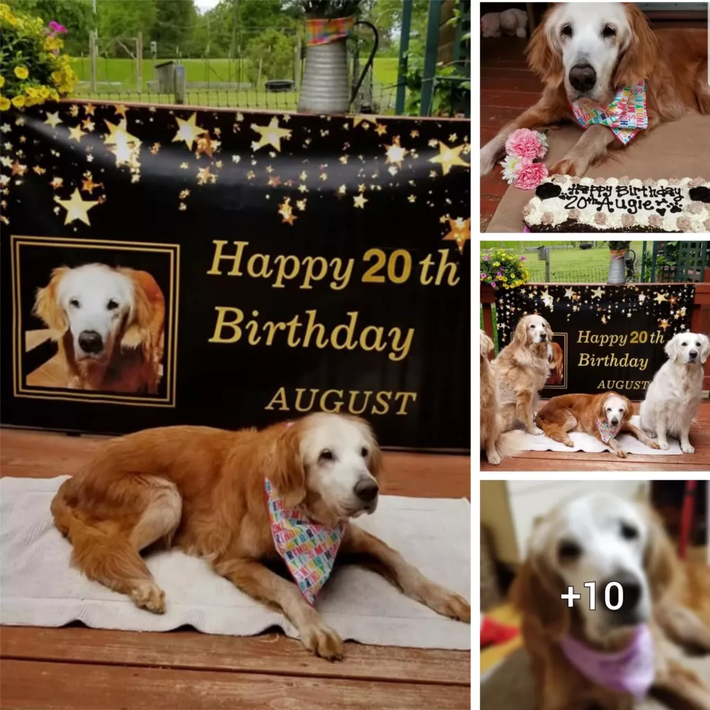 “20 and Thriving: Meet the World’s Oldest Golden Retriever Who Just Celebrated a Milestone Birthday”