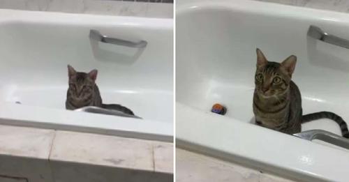 No One Knew Why This Tabby Kitty Kept Sleeping In A Bathtub All Alone